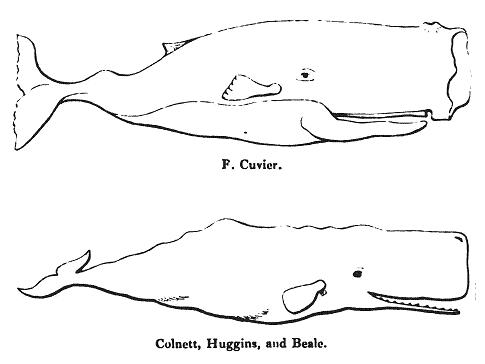 Beale: Whales of F. Cuvier and Colnett, Huggins, and Beale